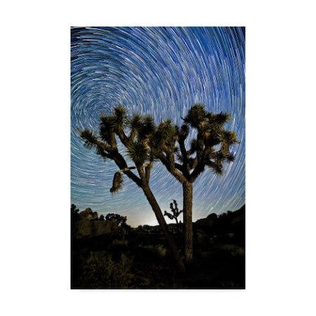 American School 'Joshua Tree Star Trails' Canvas Art,16x24